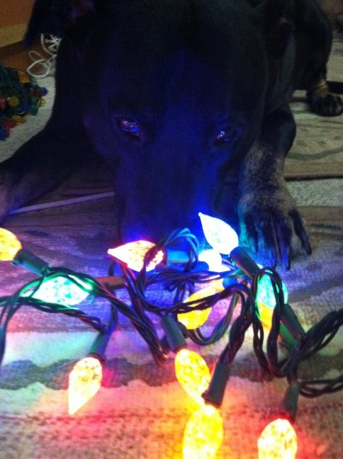 Jack was helping us put up the holiday lights today.
