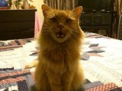 Summertime blues with Bella