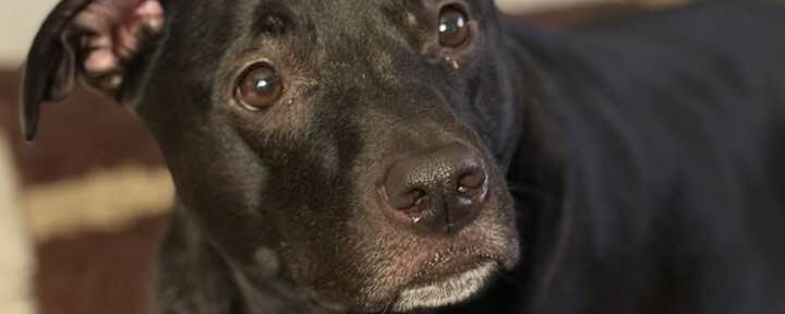 🐾 Life at the Neal Barnhouse: Fur, Fun & a Few Plot Twists 🐾